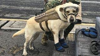 El súper perro rescatista que salvó vidas en el terremoto en México
