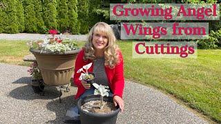 Propagating Angel Wings {Senecio Candicans} from Cuttings