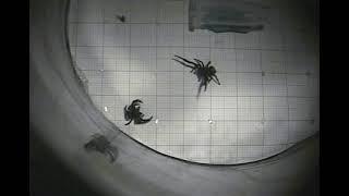 Two male spiders fighting