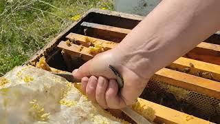 30.03.2024 İlkbahar kontrolü arı bakımı Arı besleme.