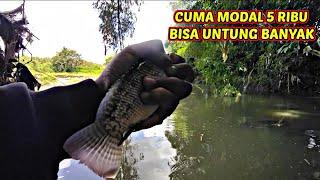 UMPAN IKAN NILA PALING AMPUH SEJAGAT RAYA‼️