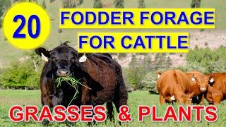 20 Best Source of Fodder for Cattle  Forage Grasses and Plants  Kumpay sa Baka