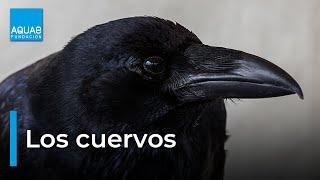 El CUERVO una especie de AVE llena de SABIDURÍA