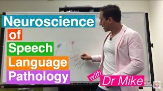 Neuroscience of Speech Language Pathology SLP