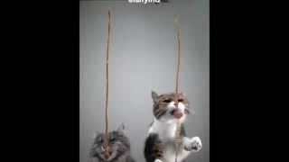 Funniest cats-Dont try to stop laugh-Pet Lover