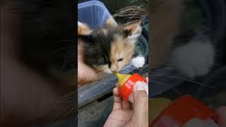 ANAK KUCING MINUM SUSU DARI BOTOL