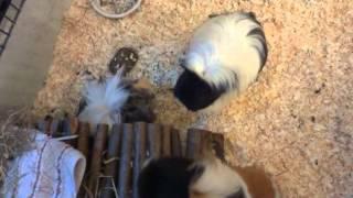 Hungry guinea pigs