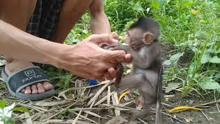 BABY MONKEY ANGRY FOR LATE MILK