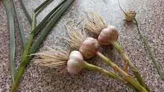 When to dig out the garlic planted in the fall. How to tell when to harvest winter garlic