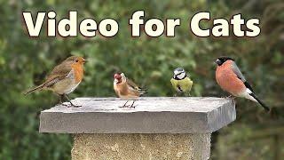 Videos for Cats to Watch  The Most Beautiful Birds for Cats to Watch  Cat TV