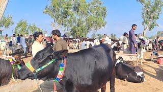 Heifers Fresh Rates Update  Malomore Mandi Jhang 2023  Pk Janwar