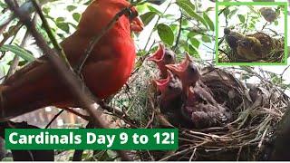 Backyard Cardinal Bird Nest - Day 9 to 12 - Feeding 3 baby birds and fly away