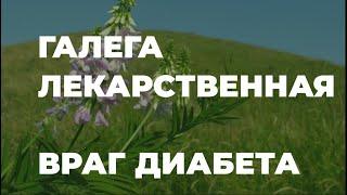 Галега лекарственная или козлятник. Против диабета и другие полезные свойства  Захар Травник