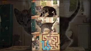 FUNNY LITTLE KITTEN ADVENTURE - A SHORT JOURNEY OF CUTE KITTIES AND SUPER FUN GAMEPLAY