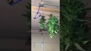 Episode 11 Sept 8 2021  Greenhouse Marijuana Grow  White Widow Harvest