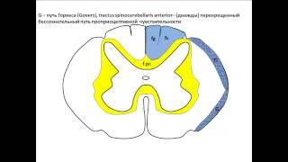 Проводящие пути спинного мозга.