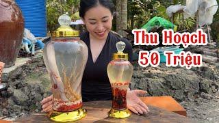 Thu Hoạch Hơn 50 Triệu Khi Đầu Tư Nuôi Hươu  Cẩm Vân CGMT #560