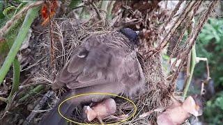 Epi 13  Unbearable Dads Reaction When Mom Pushed all babies Out Of the Nest in his absence