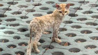 Left abandonedcat turns skeletal with skin diseases. Adopted it undergoes a transformative change