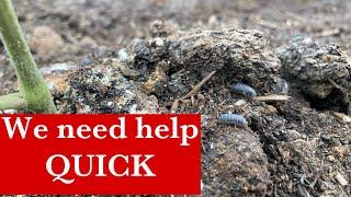 We have a big problem and we need your help Pill bug infestation