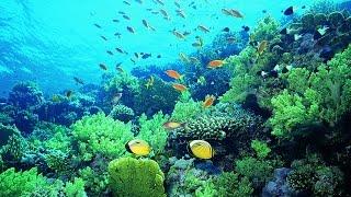 Corals can they be saved from climate change?