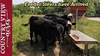 Picking up this years feeder steers.