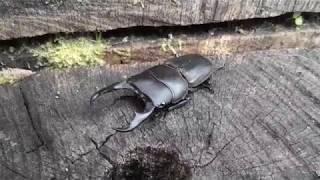 Dorcus reichei prosti - Stag Beetle  Hirschkäfer