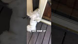 This doggy makes her neighbors feel special 