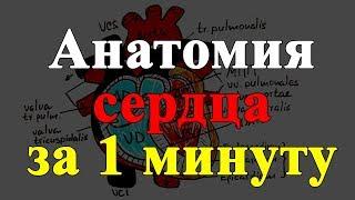 Anatomy of the heart in 1 minute