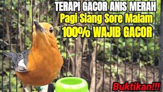 PANCINGAN ANIS MERAH PAGI SIANG SORE BIKIN ANIS MERAH BISU SEKETIKA GACOR IKUT TELER