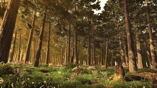 Enchanting Woodland Ambience for Relaxation Meditation & Sleep with Melodic Bird Calls