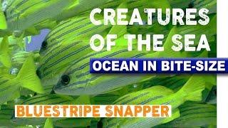 Creatures of the Sea - Bluestripe Snapper