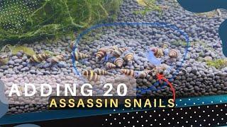 How to control pest snail in planted aquarium  Adding 20 Assassin Snails in a nano planted tank