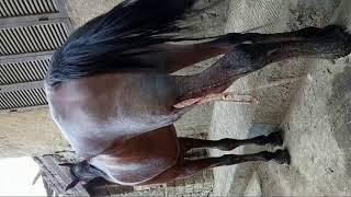 Surgical treatment of large buttock hematoma in a mare