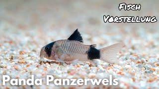 Panda Panzerwels - Corydoras panda  Liquid Nature Fisch Vorstellung