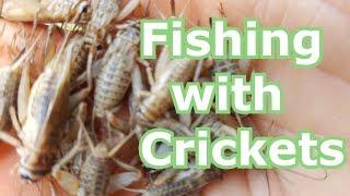 Fishing with Live Crickets for Bluegill Panfish Bream- How to Hook