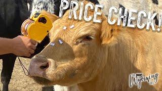 What is a Cow Worth?