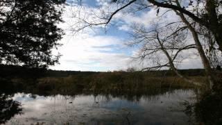 Time Lapse of Sky and Birds in Swamp