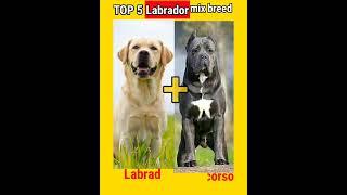 TOP 5 Labrador mix breeds?Dogs Facts