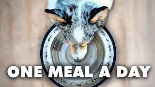 Why One Meal A Day Can Extend Your Dogs Life