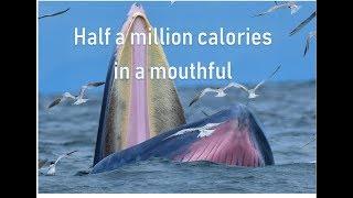 Half a million calories in a mouthful - filter feeding