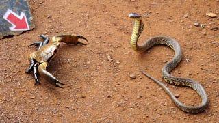 ESTA COBRA MEXEU COM O BICHO ERRADO.