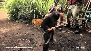 RISE OF THE PLANET OF THE APES  Viral Video Ape With AK-47