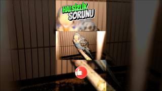 Kuşlarda Halsizlik Sorunu #leopets #kemalkocaaydin #muhabbetkuşu