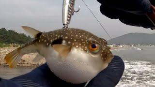 Пять видов морской рыбы плюс чайка в прилове. Морская рыбалка с берега в Южной Корее.