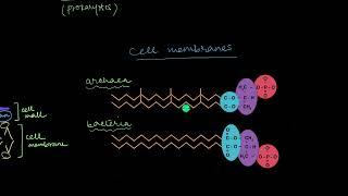 Archaea  Biological Classification  Biology  Khan Academy