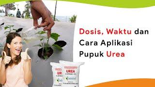 Pupuk Urea Tanaman Cabe Pupuk Cabe Musim Kemarau Panjang