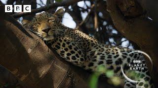 This leopardess has an INCREDIBLE hunting technique   Planet Earth III - BBC