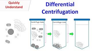 differential centrifuge