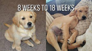 Life With A Golden Retriever  Puppy From 8 Weeks To 18 Weeks